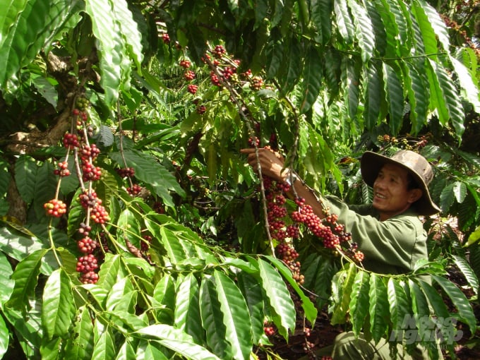 Dak Lak is the capital of coffee, currently has 209,900 hectares, accounting for 33% of the total area nationwide, with an output of 557,700 tons.