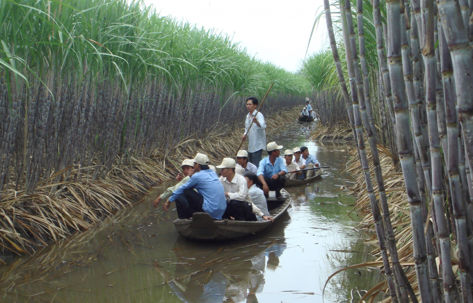 The sugarcane growing area in Vietnam has decreased sharply due to the impact of sugar imported from Thailand. 