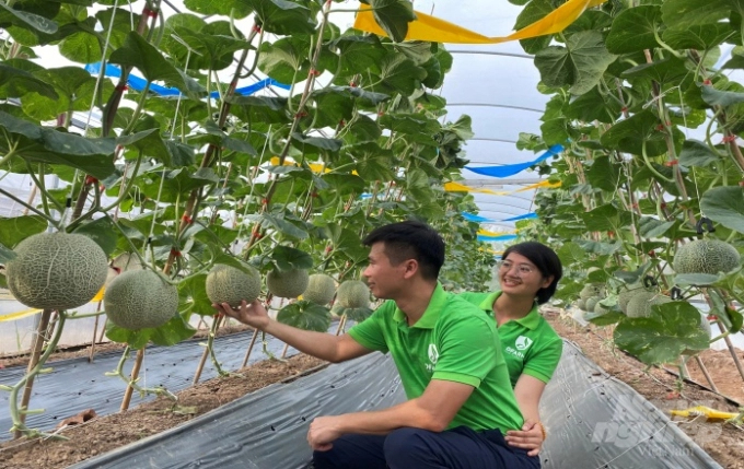 Song and his wife are happy to see organic melon growing successfully beyond expectations. Photo: H.Tien.