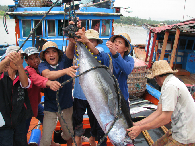 Fishermen in central Vietnam harvested tuna. 