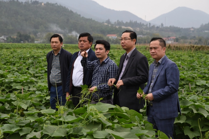 Deputy Minister Tran Thanh Nam inspects the organic chayote farming model of Que Lam Group in Vinh Phuc. Photo: Hoang Anh.