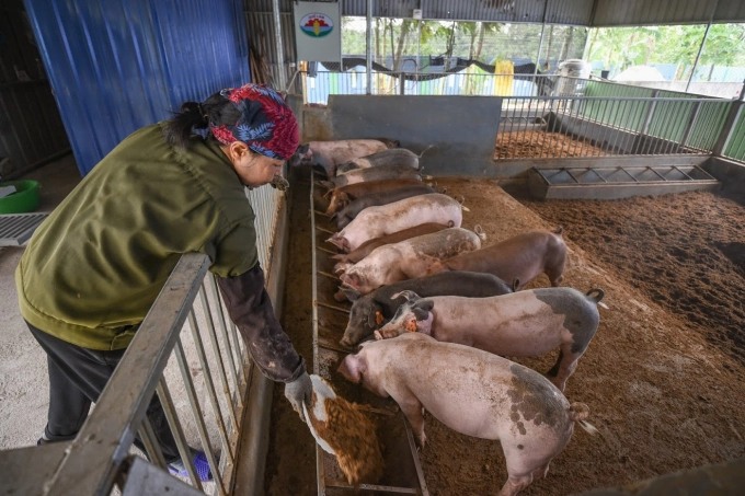 Que Lam's organic biosafety breeding model. Photo: Tung Dinh.