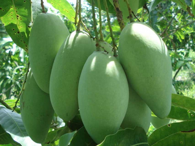 Mango is one of six Vietnamese fruits that have been licensed to export to the US. 