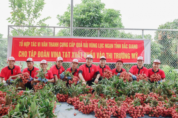 Thieu Lychee from Luc Ngan, Bac Giang are exported to the US by Vina T&T Group (headquartered in Ho Chi Minh City). 