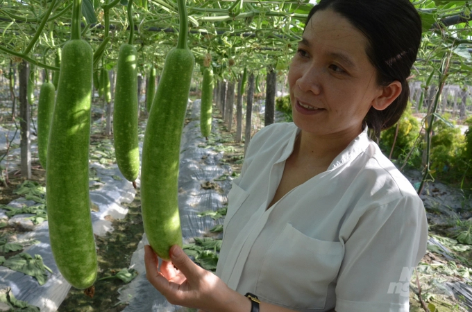 Kieu Thi Hue, Director of Vinh Phuc Safe Vegetable Cooperative is checking the gourd. Photo: Duong Dinh Tuong.