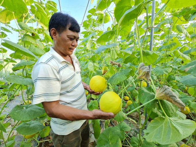 The model of high-tech cantaloupe cultivation by Doan Cong Oanh, Dao Duc commune, Vi Xuyen district, Ha Giang province earns more than VND700 million per year.