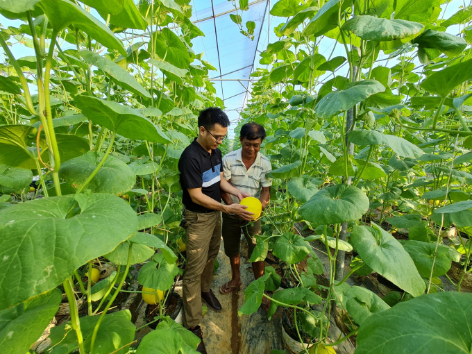 Replicating the model of growing cantaloupe and cantaloupe Oanh enthusiastically guided households to visit and study.