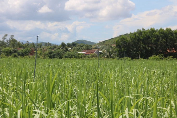 Sugarcane crop year 2021-2022 in Ninh Hoa, Bien Hoa. Photo: KS.