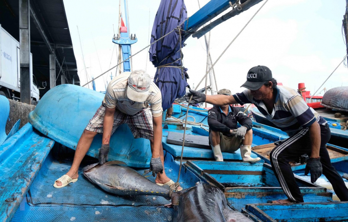 Vietnam is making efforts to combat illegal fishing. Photo: TL. 