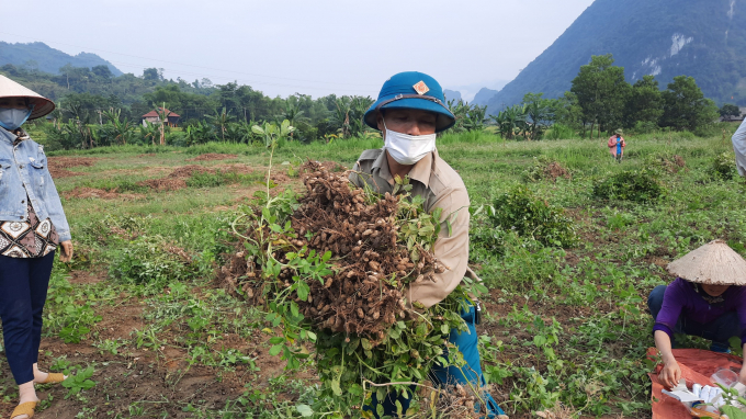 Peanuts and legumes have a great effect on soil improvement. Photo: Dao Thanh.