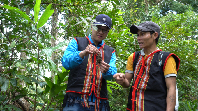 Ngoc Linh ginseng is special in that it is grown in the most suitable natural and organic forest land. Photo: VAN. 