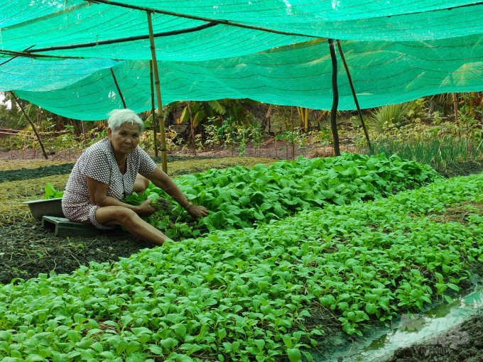 Ngành nông nghiệp tỉnh Cà Mau khuyến cáo nông dân nên thay đổi cơ cấu sản xuất, thích ứng với biến đổi khí hậu. 