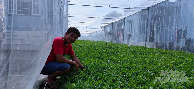 Mô hình trồng rau cần sạch trong nhà lưới tại huyện Phước Long. Ảnh: Trọng Linh.