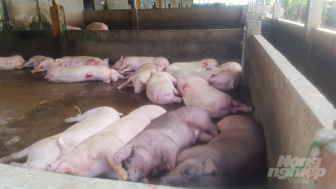 Sau 4 tháng không có dịch bệnh, tỉnh Bạc Liêu đã xuất hiện 2 ổ dịch tả lợn Châu Phi tại thị xã Giá Rai. Ảnh: Trọng Linh.