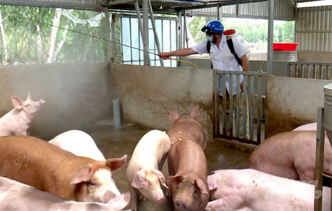 Cơ quan chức năng địa phương đã tiêu độc, sát trùng, đồng thời tiêu hủy toàn bộ 20 con lợn theo quy định.