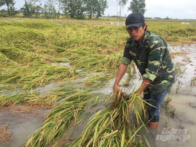 Do ảnh hưởng của bão số 2, kèm dông lốc đã làm 394 ha lúa tại Bạc Liêu bị sập. Ảnh: Trọng Linh.