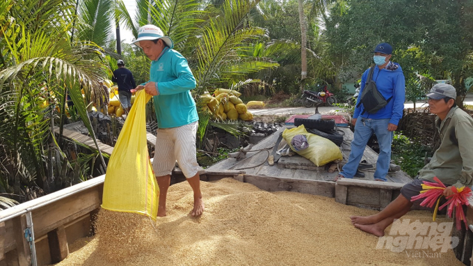 Vụ lúa hè thu toàn tỉnh Bạc Liêu đã thu hoạch được 2.597/58.653 ha, năng suất từ 5 đến 6 tấn/ha. Ảnh: Trọng Linh.