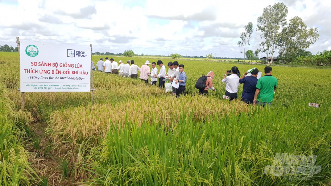 Nông dân khảo sát các bộ giống lúa. Ảnh: Trọng Linh.