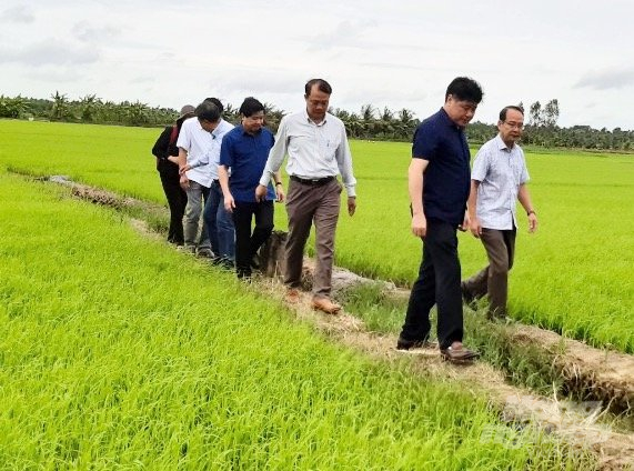 Thứ trưởng Bộ NN-PTNT Lê Quốc Doanh cùng đoàn công tác kiểm tra lúa thu đông tại huyện Cầu Kè, tỉnh Trà Vinh. Ảnh: Minh Đảm.