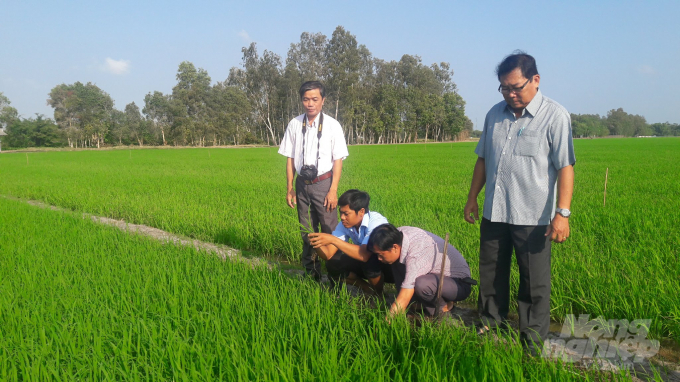 Huyện Hồng Dân xây dựng trở thành trung tâm sản xuất lúa, gạo xuất khẩu của tỉnh Bạc Liêu. Ảnh: TL.