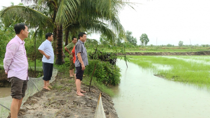 Ông Nguyễn Văn Thới, Chủ tịch UBND huyện Hồng Dân kiểm tra cánh đồng lúa trên địa bàn huyện. Ảnh: TL.