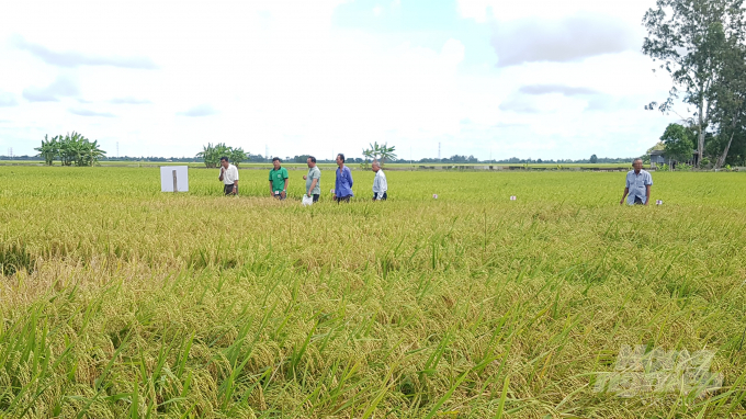 Bạc Liêu vừa thí điểm sản xuất thành công lúa ST24 và ST 25 tại 5 huyện, thị xã trên địa bàn tỉnh. Ảnh: Trọng Linh.