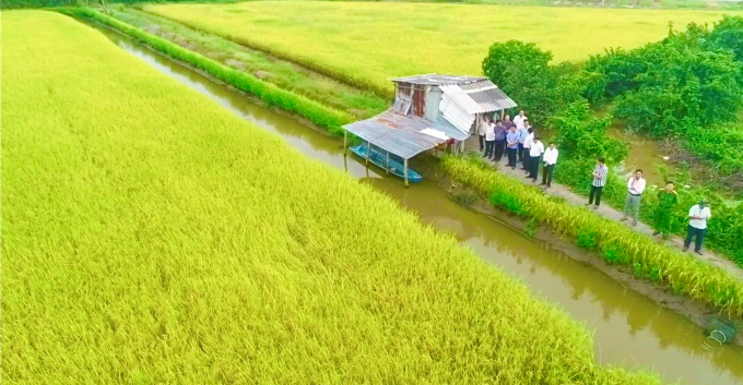 Nhiều hộ nông dân có thêm thu nhập cao từ trồng lúa ST24, ST25. Ảnh: Trọng Linh.