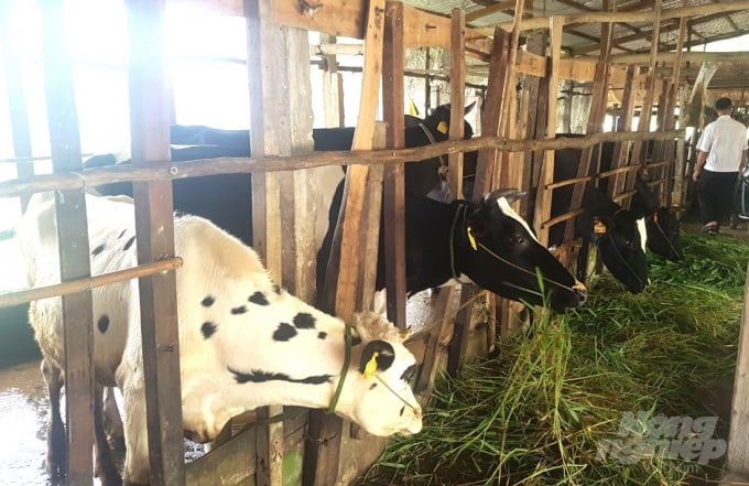 Sau 3 ngày, nông dân chăn nuôi bò đã bán được sữa trở lại. Ảnh: Trọng Linh.