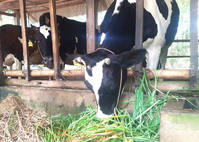 Giá sữa bò vẫn ổn định trung bình 12.000 đồng/kg. Ảnh: Trọng Linh.