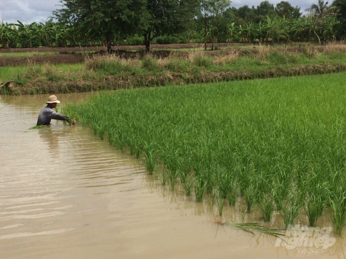 The model of 2 shrimp crops and 1 rice crop of Thanh Cong 1 Cooperative has an income of more than VND 115 million per ha per year. Photo: Trong Linh.