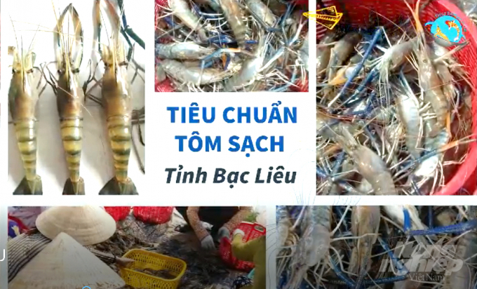 Tiêu chuẩn tôm sạch tỉnh Bạc Liêu. Ảnh: Trọng Linh.