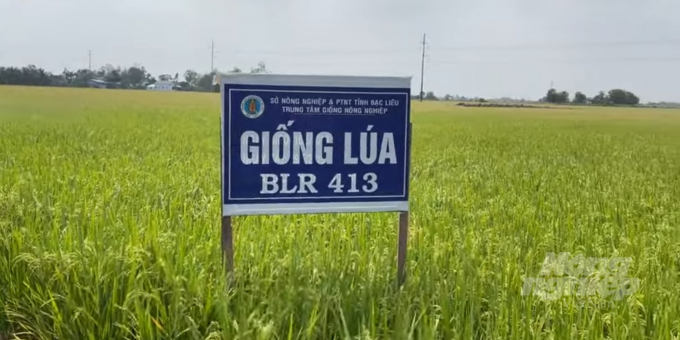 Giống lúa BLR413 so với các giống lúa tại địa phương thì nhảy chồi tốt, ít bị sâu bệnh, lúa trổ bông đồng đều, năng suất đạt từ 6 – 7 tấn/ha. Ảnh: Đào Chánh.