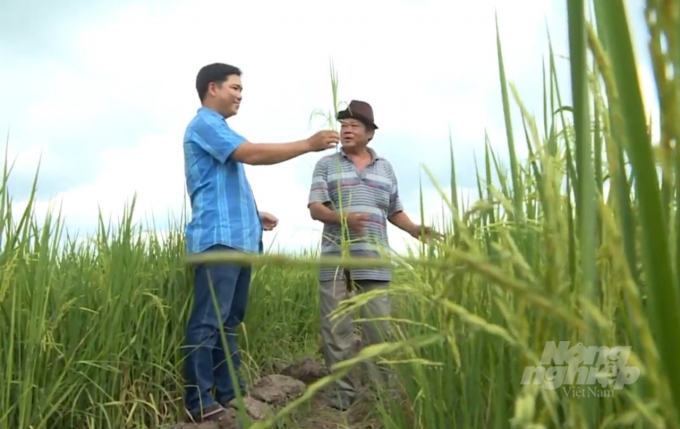 Giám đốc Tạ Minh Kha (bìa trái) thăm cánh đồng lúa của xã viên HTX Minh Tâm. Ảnh: Trọng Linh.