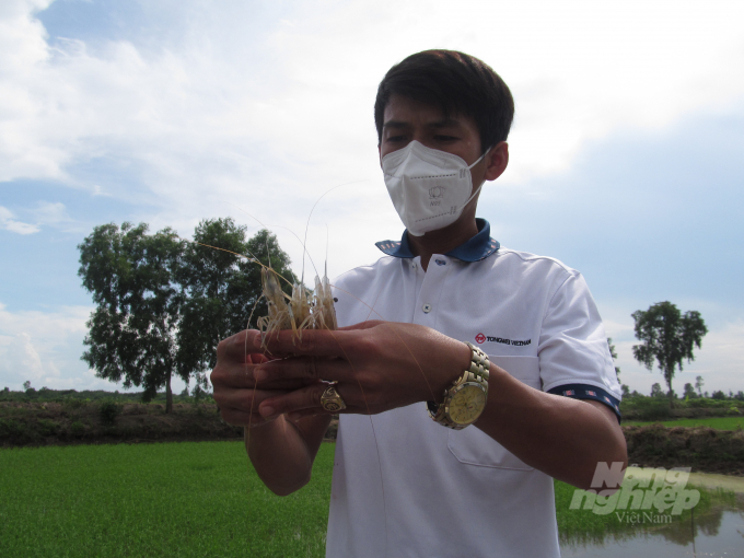 Anh Nông Văn Thạch, Giám đốc HTX Nông nghiệp tổng hợp Ba Đình thăm mô hình tôm lúa của xã viên. Ảnh: Trọng Linh.