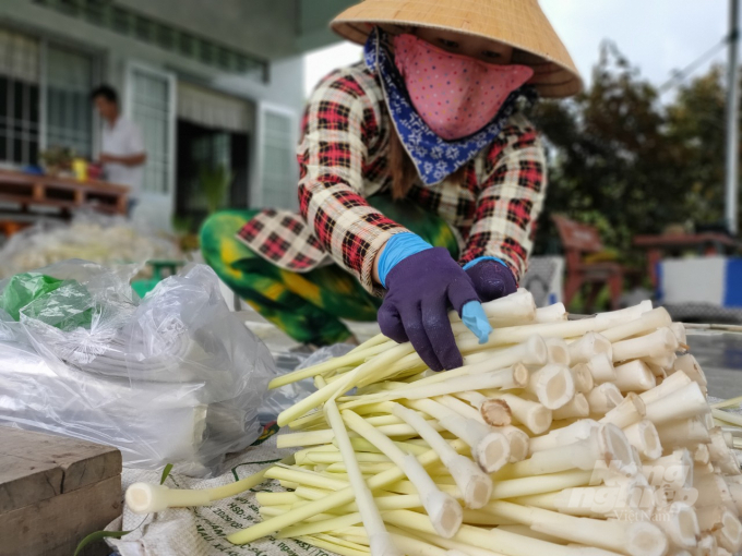 Mô hình trồng bồn bồn tại xã Khánh An, huyện U Minh. Ảnh: Trọng Linh.