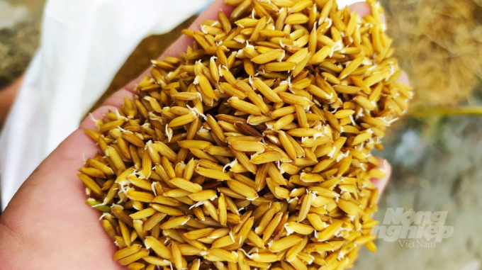 Sử dụng giống lúa Đài Thơm 8 và OM 18 cấp xác nhận 1 sạ với lượng giống từ 50 – 60 kg/ha. Ảnh: Trọng Linh.