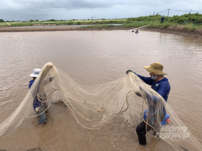 The current solution for shrimp farming is how to shorten the farming time to save input costs. Photo: Trong Linh.