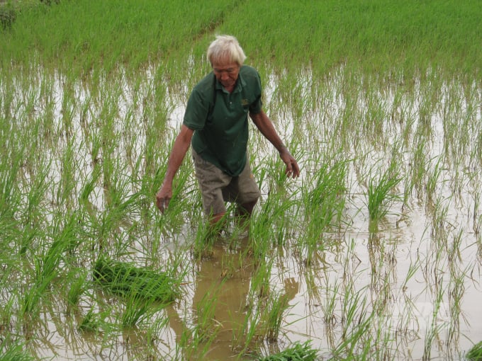 Khuyến khích nông dân thường xuyên kiểm tra mực nước trên đồng để giảm rủi ro mức thấp nhất. Ảnh: Trọng Linh.