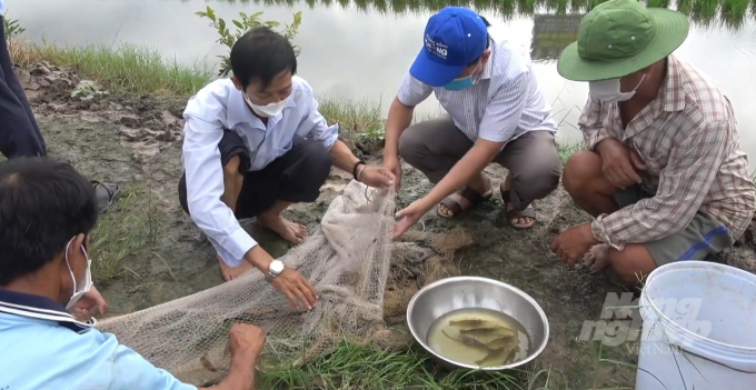 Mô hình lúa - tôm cành xanh toàn đực mang lại giá trị kinh tế cao và bền vững. Ảnh: Trong Linh.