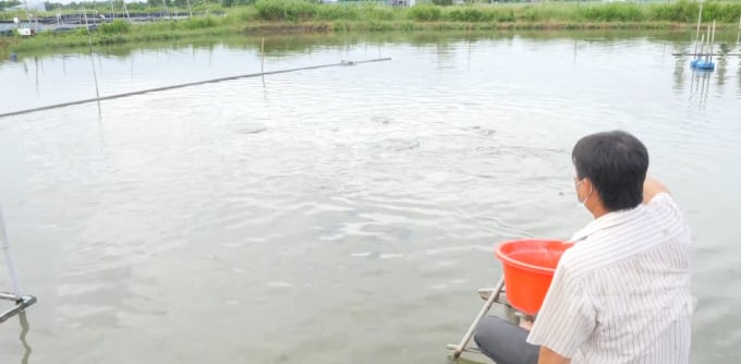 Cá tra bần rất phù hợp với thời tiết tự nhiên tại huyện Đầm Dơi, tỉnh Cà Mau. Ảnh: Trung Chánh.