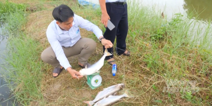 Mô hình nuôi cá tra bần đang được xem xét nhân rộng trên địa bàn tỉnh Cà Mau. Ảnh: Trung Chánh.
