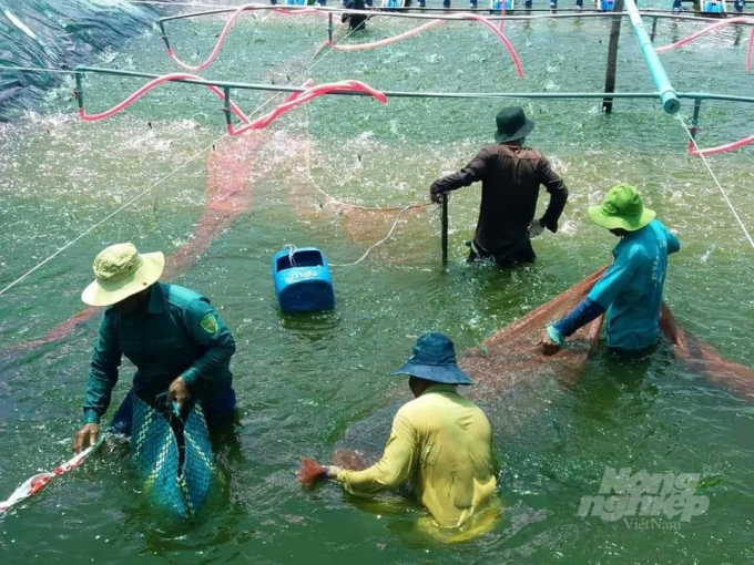 Bac Lieu identifies that aquaculture is a key economic strength, accounting for 58 per cent of the agricultural product structure and 21 per cent of the province's economic structure. Photo: Trong Linh.