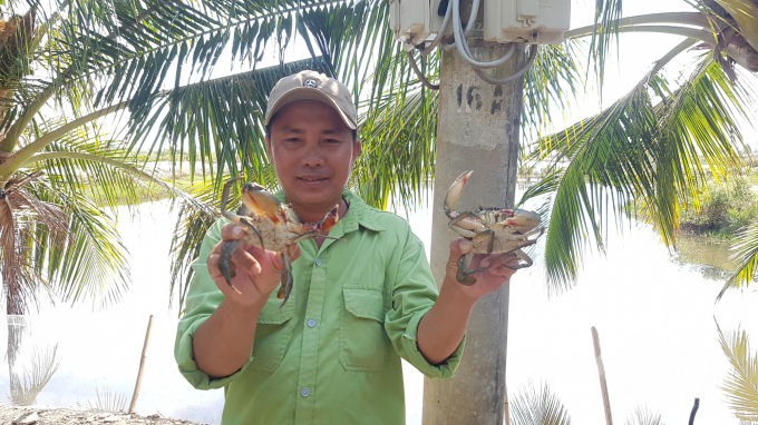 Nông dân nuôi cua tại huyện Thới Bình, tỉnh Cà Mau mừng vì giá cua cao hơn năm ngoái. Ảnh: Trọng Linh.