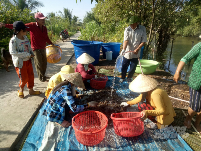Nông dân huyện U Minh (Cà Mau) thu hoạch tôm càng xanh. Ảnh: Trọng Linh.