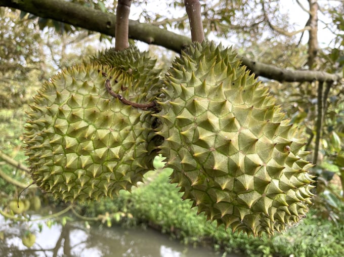 In Australia, various types of durian are available early and competition is fierce.