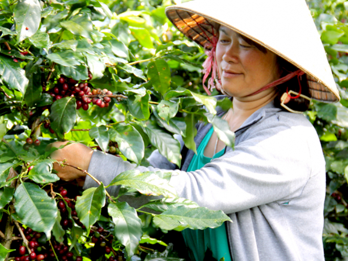 Arabica coffee export price increased sharply compared to the first half of 2020. Photo: TL.