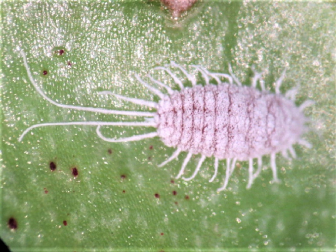 Close-up of waxy mealybugs (Pseudococcidae). Source: Plant Protection Department.