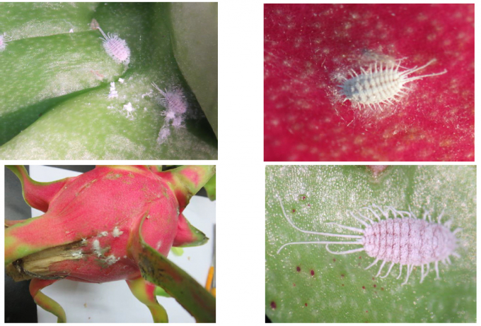 Pictures of mealybugs damaging dragon fruit trees. Source: Plant Protection Department.