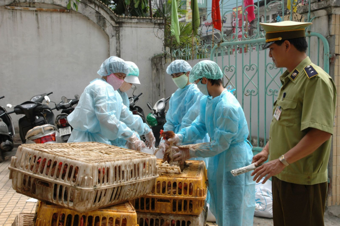 Since the beginning of 2021, illegal trade and transportation of poultry and poultry products a into Vietnam is on the rise, with complicated developments.