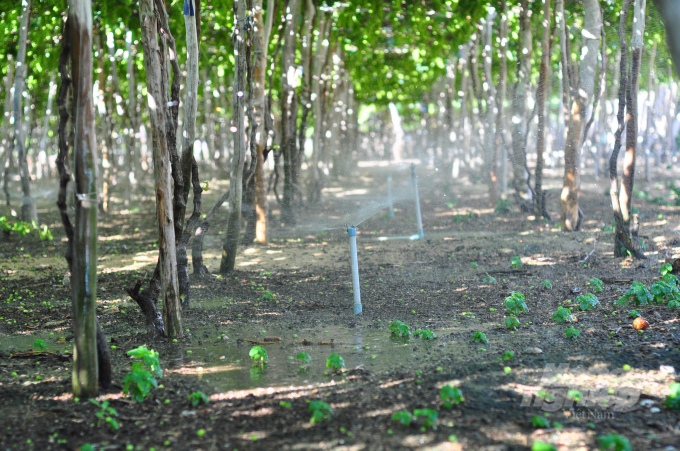 Economical irrigation for grapes reduces 30-40% of water compared to overflow irrigation. Photo: M. Hau.